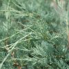 Moonglow Juniper #10 - Image 2